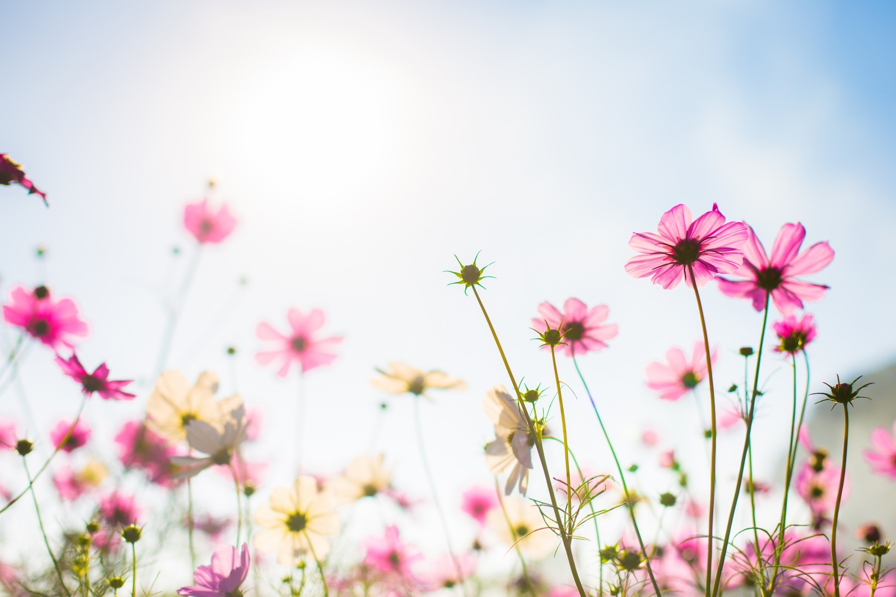 abatract-sweet-color-cosmos-flowers-bokeh-texture-soft-blur-background-with-pastel-vintage-retro-style_1423-275