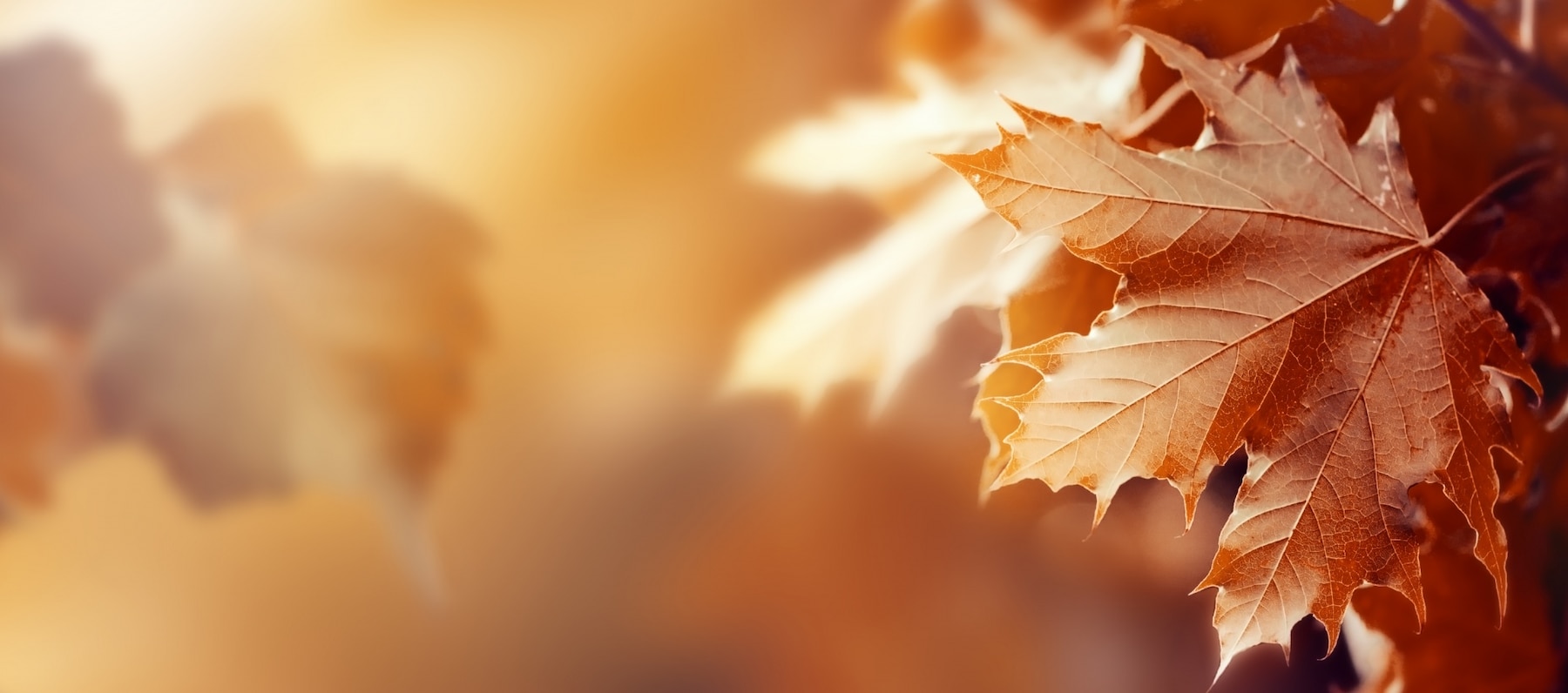 beautiful-autumn-leaves-autumn-red-background-sunny-daylight-horizontal-toning_1220-1661